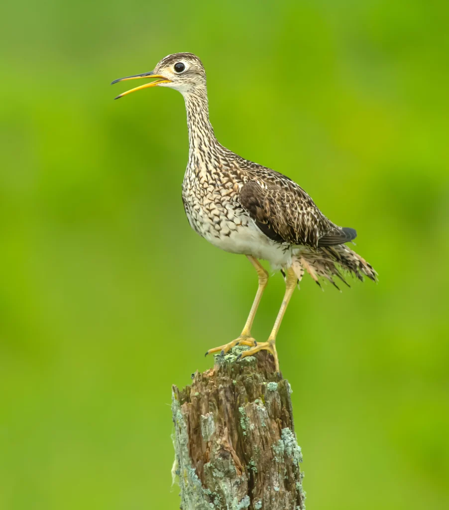 An Upland Sandpiper perches on a tree stump. It resembles a wading bird, with long yellow legs, a long bill, and brown and light brown feathers.