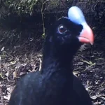 Sira Curassow. Photo by Exploration Sira