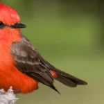 Vermilion Flycatcher photo by Glenn Bartley