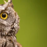 Western Screech Owl By lalcreative/Shutterstock