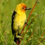 Western Tanagers are on of the many bird species that travel within the Pacific Flyway.