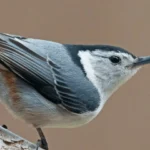 The White-breasted Nuthatch is a common backyard bird across the United States.