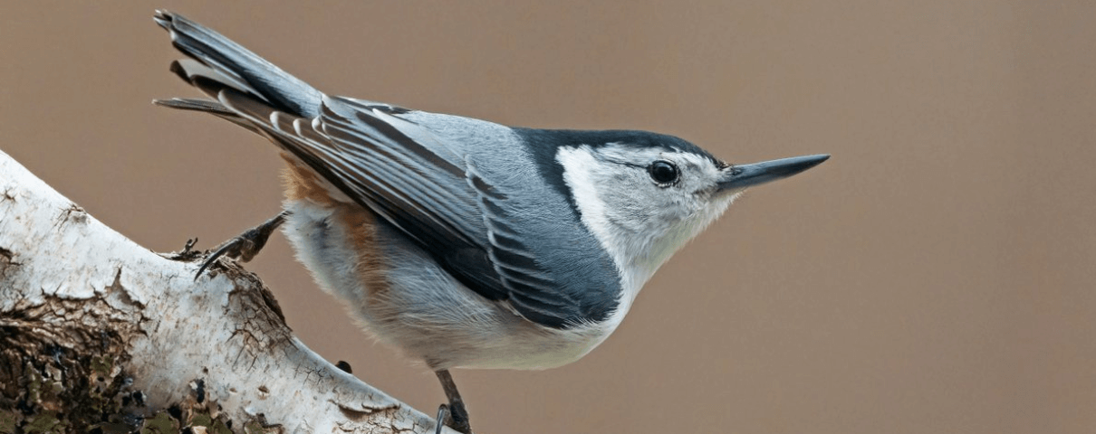 Common Backyard Birds of the United States - American Bird Conservancy