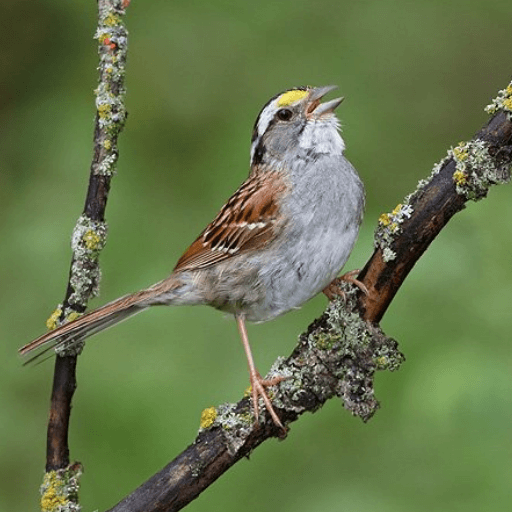 White-throated Sparrow singing. Photo by Glenn Bartley.