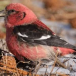 White-winged Crossbill photo by Betty Rizzotti