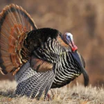 The question of how long do birds live is complicated. Wild Turkeys can live up to 15 years.