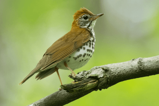 Wood Thrush. Photo by Ryan Sanderson.