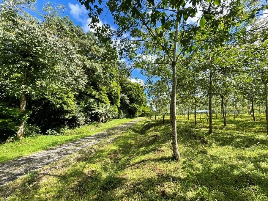 Conservation at the Scale Needed: Helping Migratory Birds Bounce Back on Natural Rubber Plantations