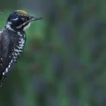 American Three-toed Woodpecker