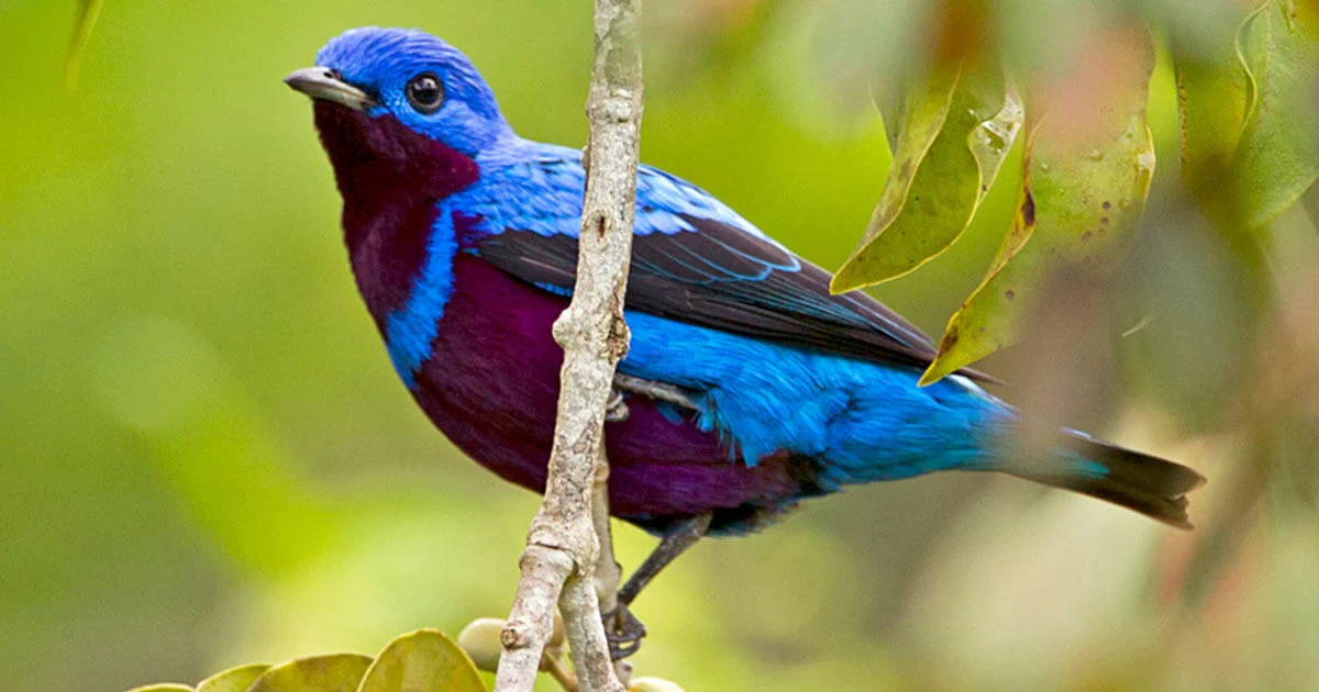 10 of the Most Beautiful Birds in Brazil's Atlantic Forest
