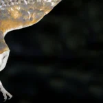 Burrowing Owl photo by Alan Wilson