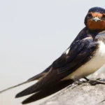 In the Netherlands, rapid declines in Barn Swallows and other insect-eating farmland birds were attributed to a 