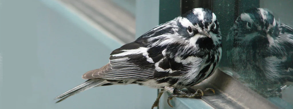 These Seven Bird Species are Most Likely to Collide with Windows