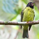 Black-headed Berryeater. Photo by Ciro Albano