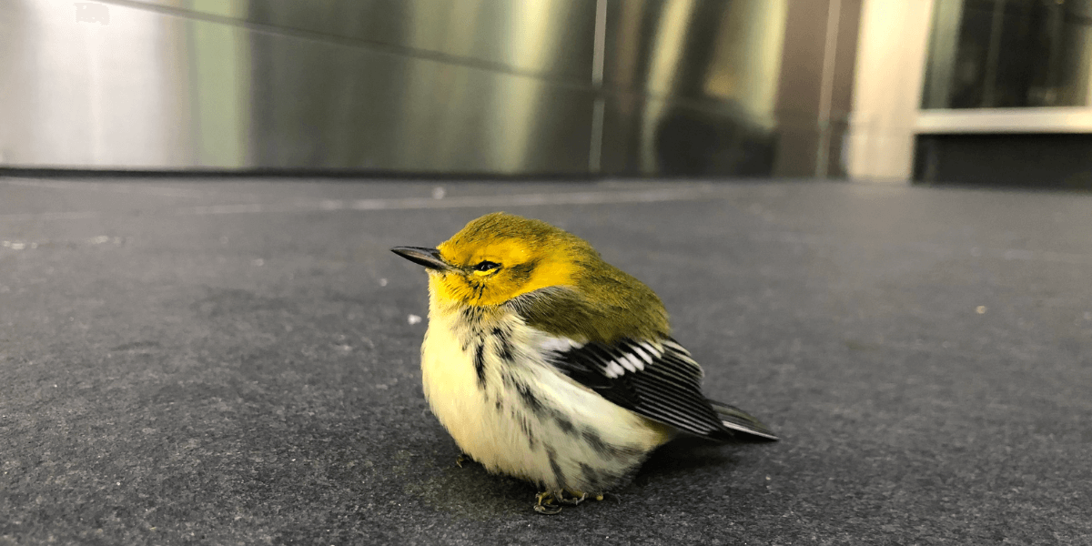New Study Confirms Building Collisions Kill Over One Billion Birds Annually in U.S.