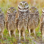 Burrowing Owls. Photo by Tania Thompson/Shutterstock