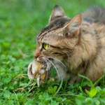 Cat predation. Photo by Joel Evans/Shutterstock.