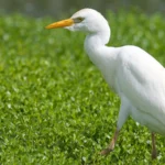 Cattle Egret is one of many invasive birds in the U.S. Photo by Michael Stubblefield