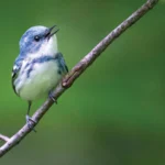 Cerulean Warbler. Photo by Ray Hennessy/Shutterstock