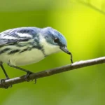 Cerulean Warbler with caterpillar. Photo by Ray Hennessy/Shutterstock