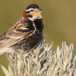 Chestnut-collared Longspurs are grassland birds with declining populations.