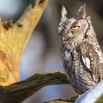 Eastern Screech Owl. Photo by Imran Ashraf/Shutterstock