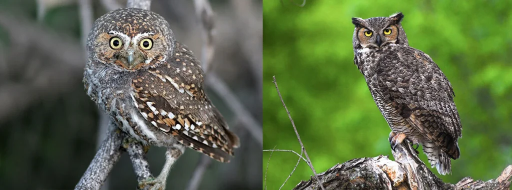 There is no single answer to the question 'How long do birds live for?' Different owl species live for varying lengths of time.