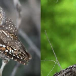 There is no single answer to the question 'How long do birds live for?' Different owl species live for varying lengths of time.