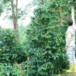 A field technician checking shade-grown coffee at a Venezuelan plantation. Photo by Gerhard Hoffman/Alamy Stock Photo