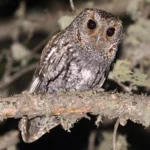 Flammulated Owl are one of the hardest bird species to find in New Mexico