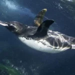 Some bird wings, like those of penguins, are adapted for very specific purposes.