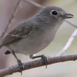 Gray Vireo