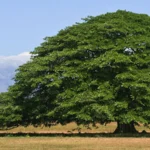 Guanacaste tree. Photo by Raymond Pauly/Shutterstock.