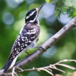 Hairy Woodpecker by female_rck_953/Shutterstock
