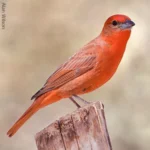 Hepatic tanagers are one of four tanager species that breed in the U.S.
