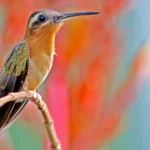 Hook-billed Hermit. Photo by José Almir Jacomelli Jr.