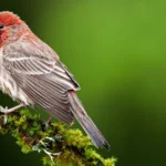 House Finch. Photo by Robert L. Kothenbeutel/Shutterstock