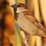 House Sparrow. Photo by Greg Lavaty
