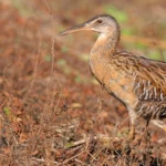 King Rail. Photo by Greg Lavaty