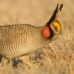 Lesser Prairie Chicken