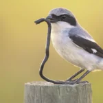 Loggerhead. Photo by Kristian Bell/Shutterstock