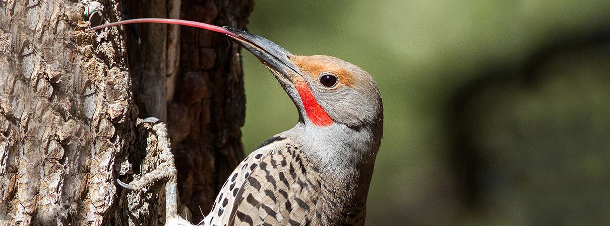 Northern Flicker photo by Ken Griffiths/Shutterstock