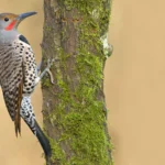 Red-shafted Northern Flicker by Tim Zurowski/Shutterstock