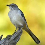 The Northern Mockingbird is one of the most widely-known birds that sing at night. Photo by Michael Stubblefield