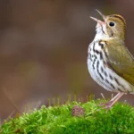 Ovenbird. Photo by FotoRequest/Shutterstock