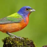 Illegal bird markets should be closed. Doing so could help prevent pandemics. Painted Bunting. Photo by USA Agami Photo Agency/Shutterstock