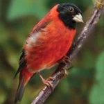 Red Siskin. Closing illegal bird markets could help prevent future pandemics. Photo by Gerhard Hoffman/Alamy Stock Photo