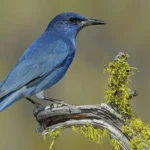 New Mexico's birds include the Pinyon Jay