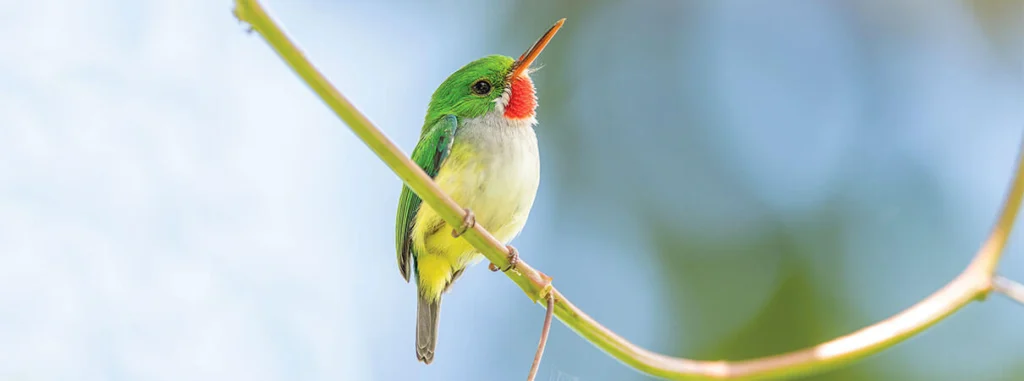 Puerto Rican Tody. Photo by Falko Duesterhoeft, Shutterstock