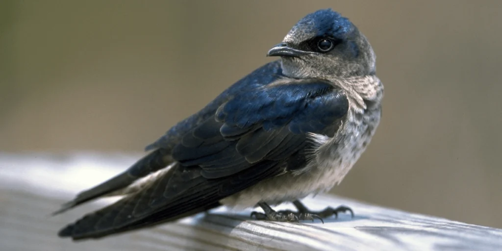 House Introduces Urban Bird Treaty Act to Aid Birds Across U.S. Cities